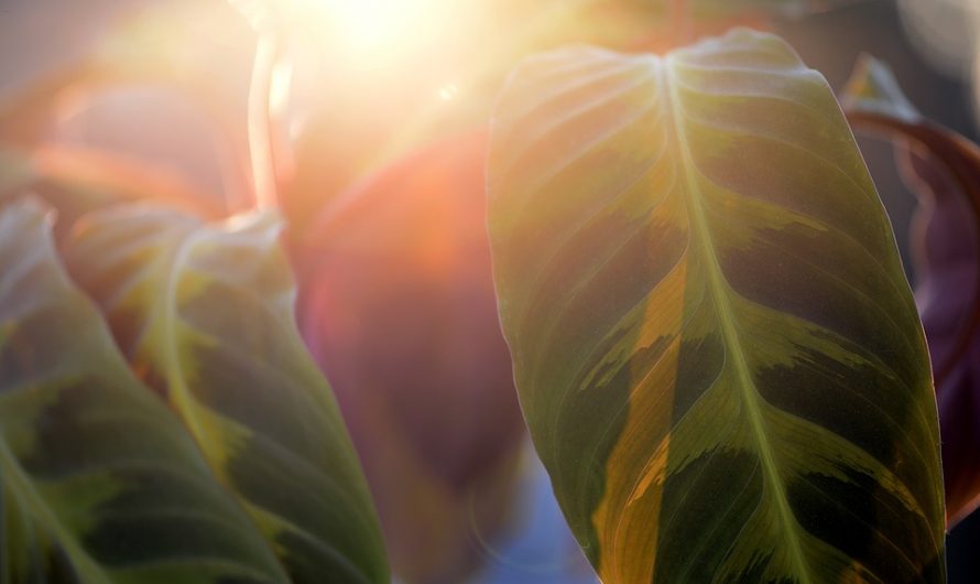 Calathea, cuidados y recomendaciones
