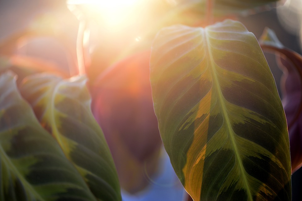 Calathea, cuidados y recomendaciones
