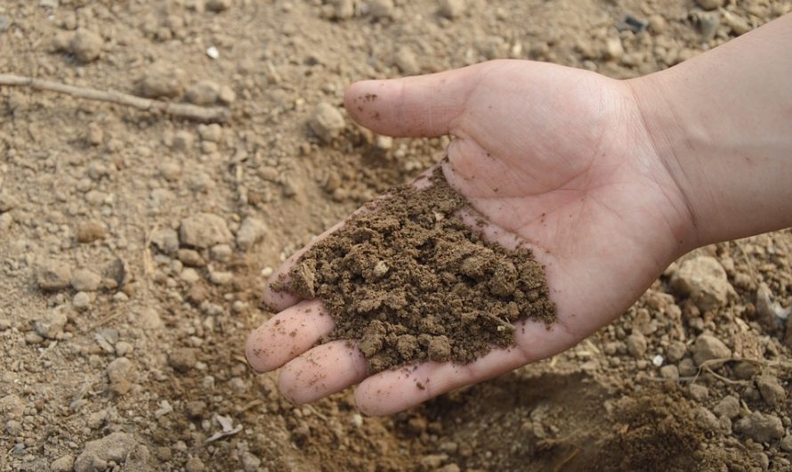 Fertilizantes ecológicos para el huerto en casa