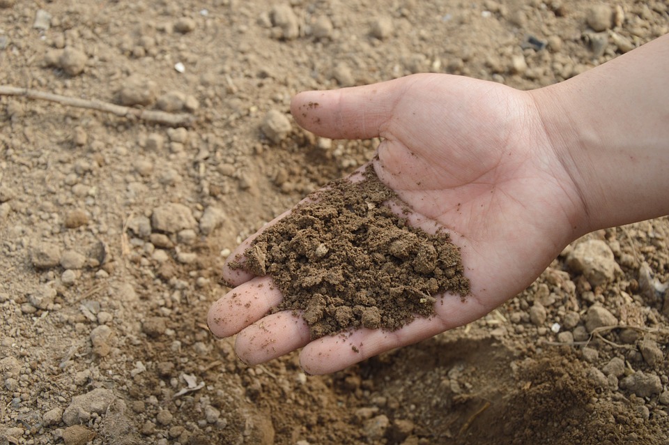 Fertilizantes ecológicos para el huerto en casa