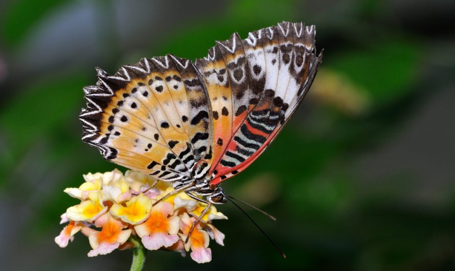 La Lantana camara: Características, cultivo y cuidados