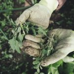 herbicidas ecológicos