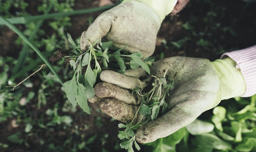 Malas hierbas, herbicida ecológico para acabar con ellas