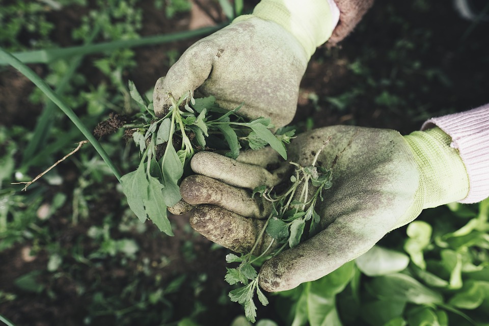 Malas hierbas, herbicida ecológico para acabar con ellas