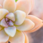 suculenta