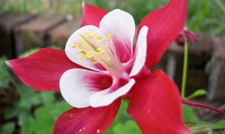 aquilegia