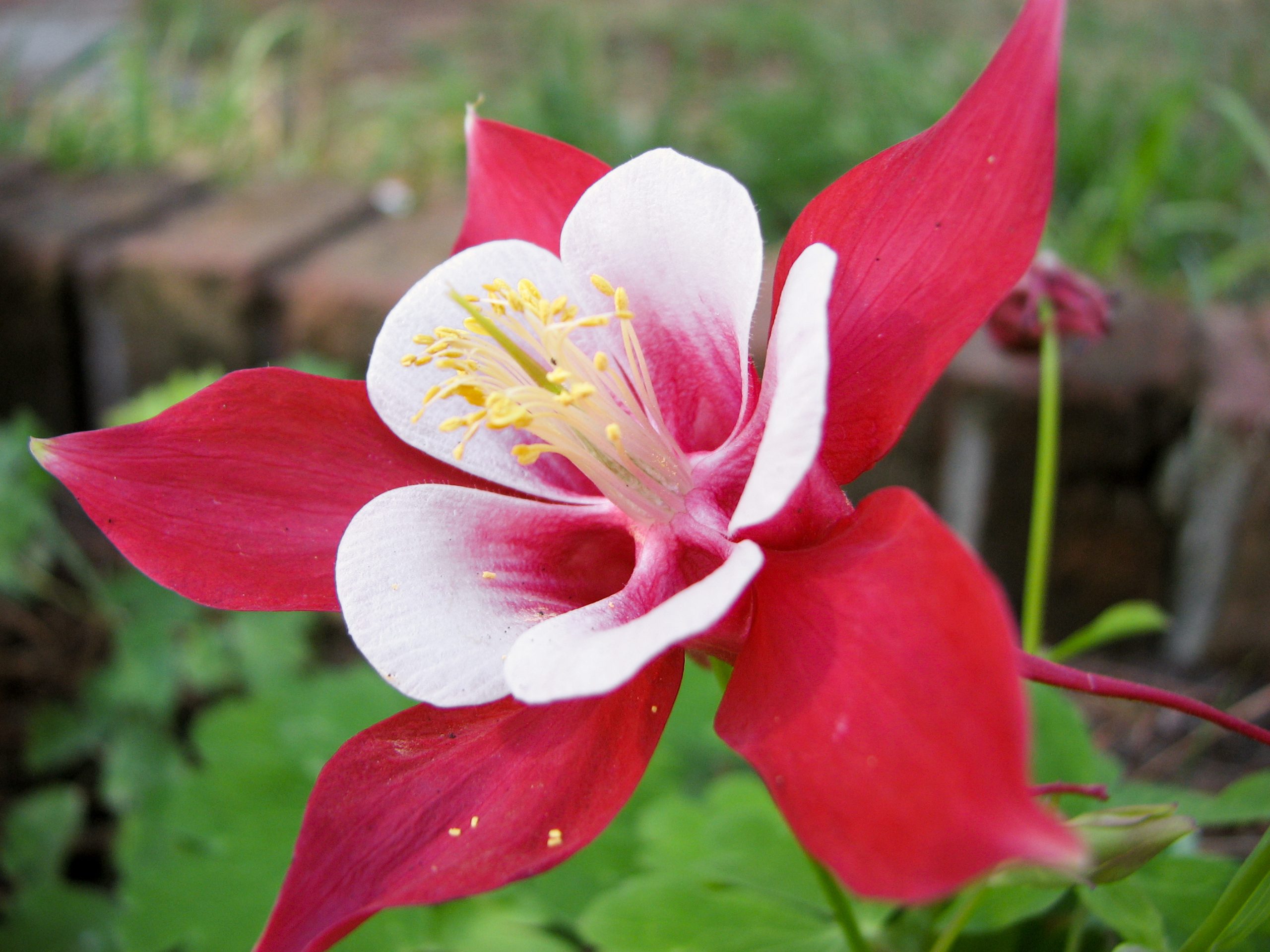 Aquilegia, rusticidad y belleza en una flor
