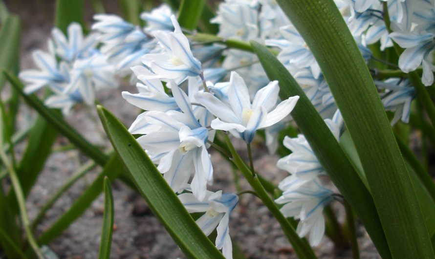 Puschkinia scilloides: Características y cultivo