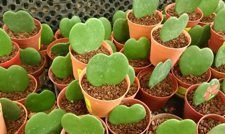 Hoya Kerrii
