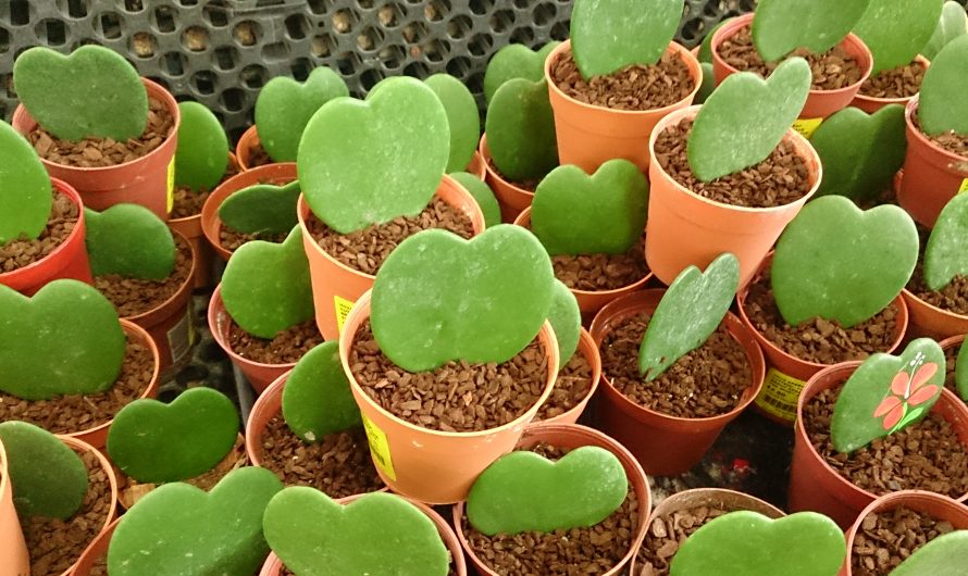 Cactus corazón, cuidados del Hoya Kerrii