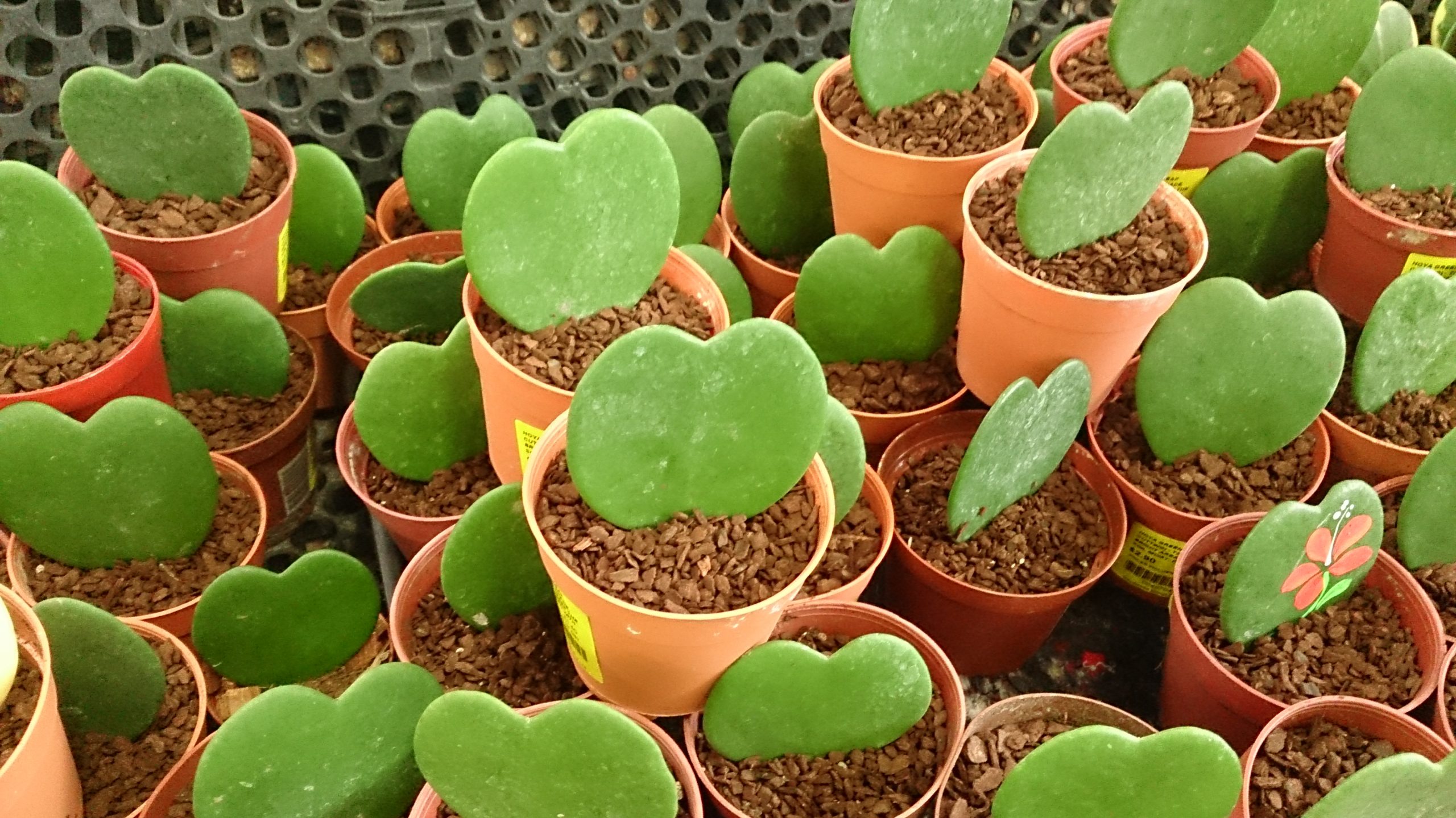 Cactus corazón, cuidados del Hoya Kerrii