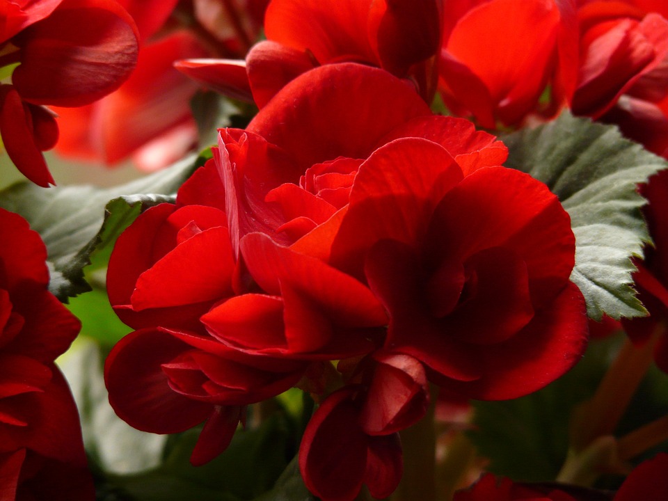 Begonia Elatior, begonia con flor Flores, Plantas, Plantas Interior - Flor  de Planta