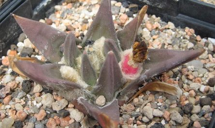 suculenta