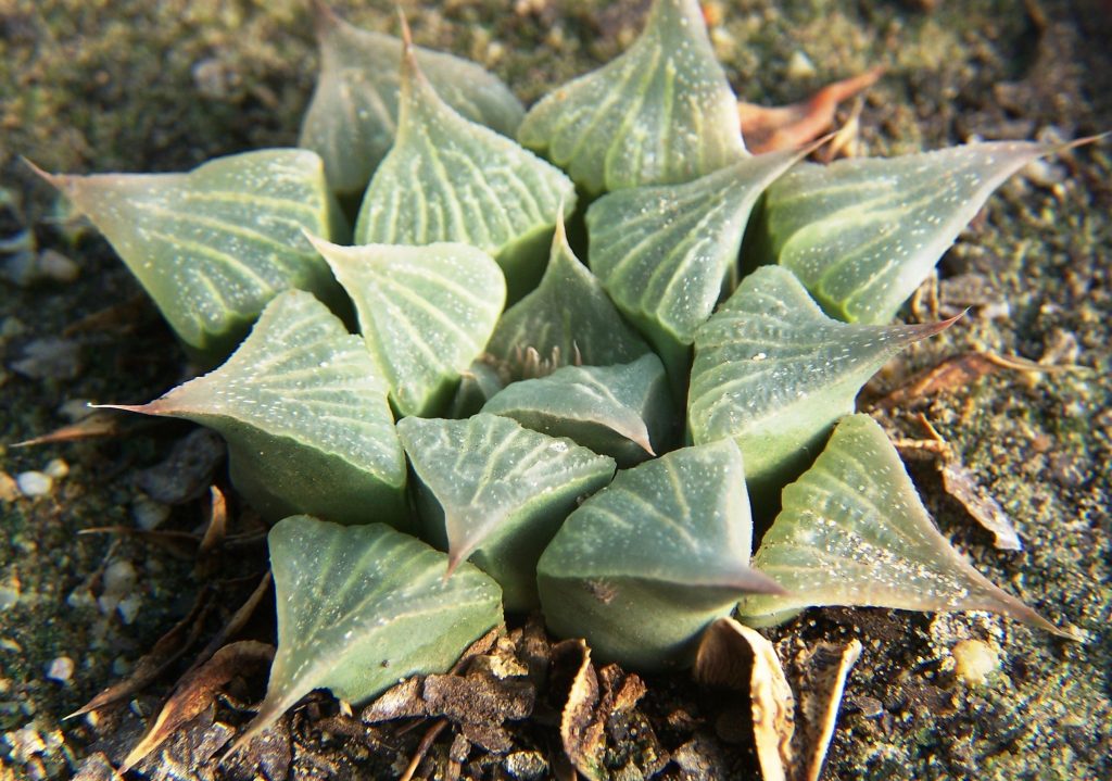 Haworthia_magnifica_var_acuminata