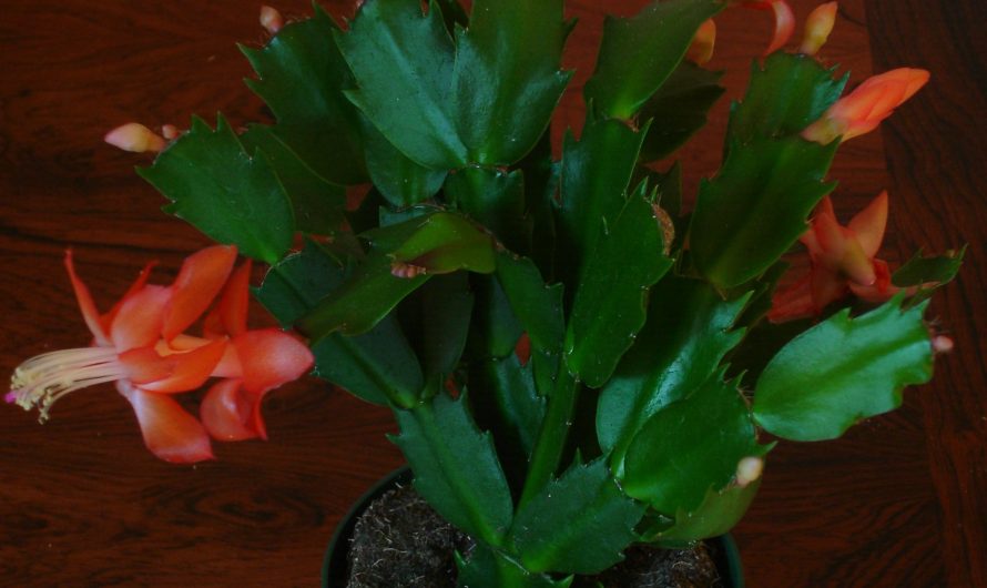 Cactus de Acción de Gracias: Cultivo, riego y cuidados