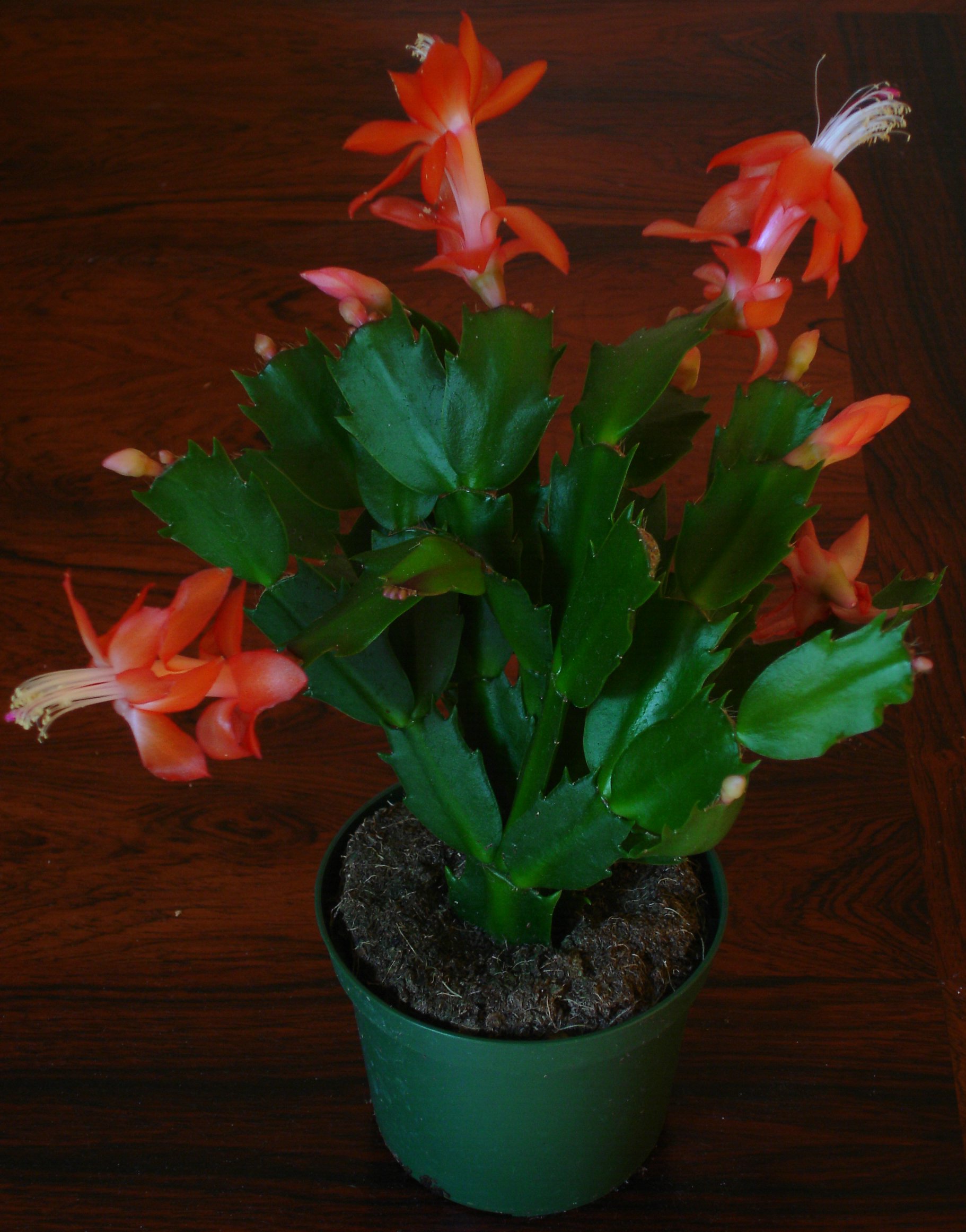 Cactus de Acción de Gracias: Cultivo, riego y cuidados