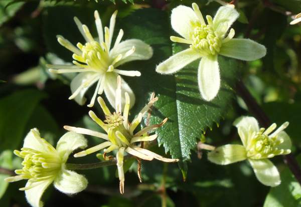 Arbustos ornamentales: La Clematis vitalba
