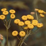 plantas repelentes de insectos