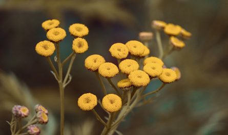 plantas repelentes de insectos