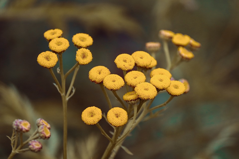 12 Plantas que repelen insectos