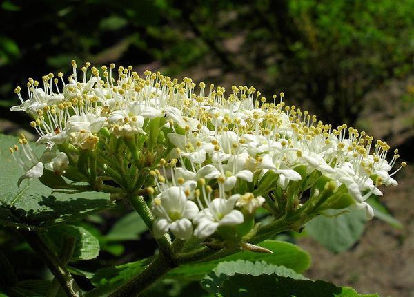 Arbustos para el jardín: El viburno de hoja correosa (Viburnum rhytidophyllum)