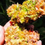 cancer del aloe vera
