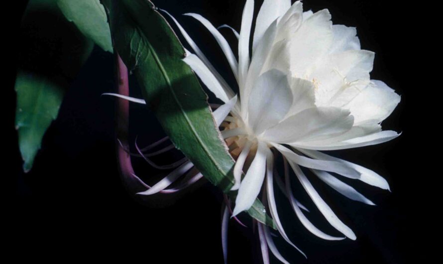 Jardín lunar con plantas que florecen de noche