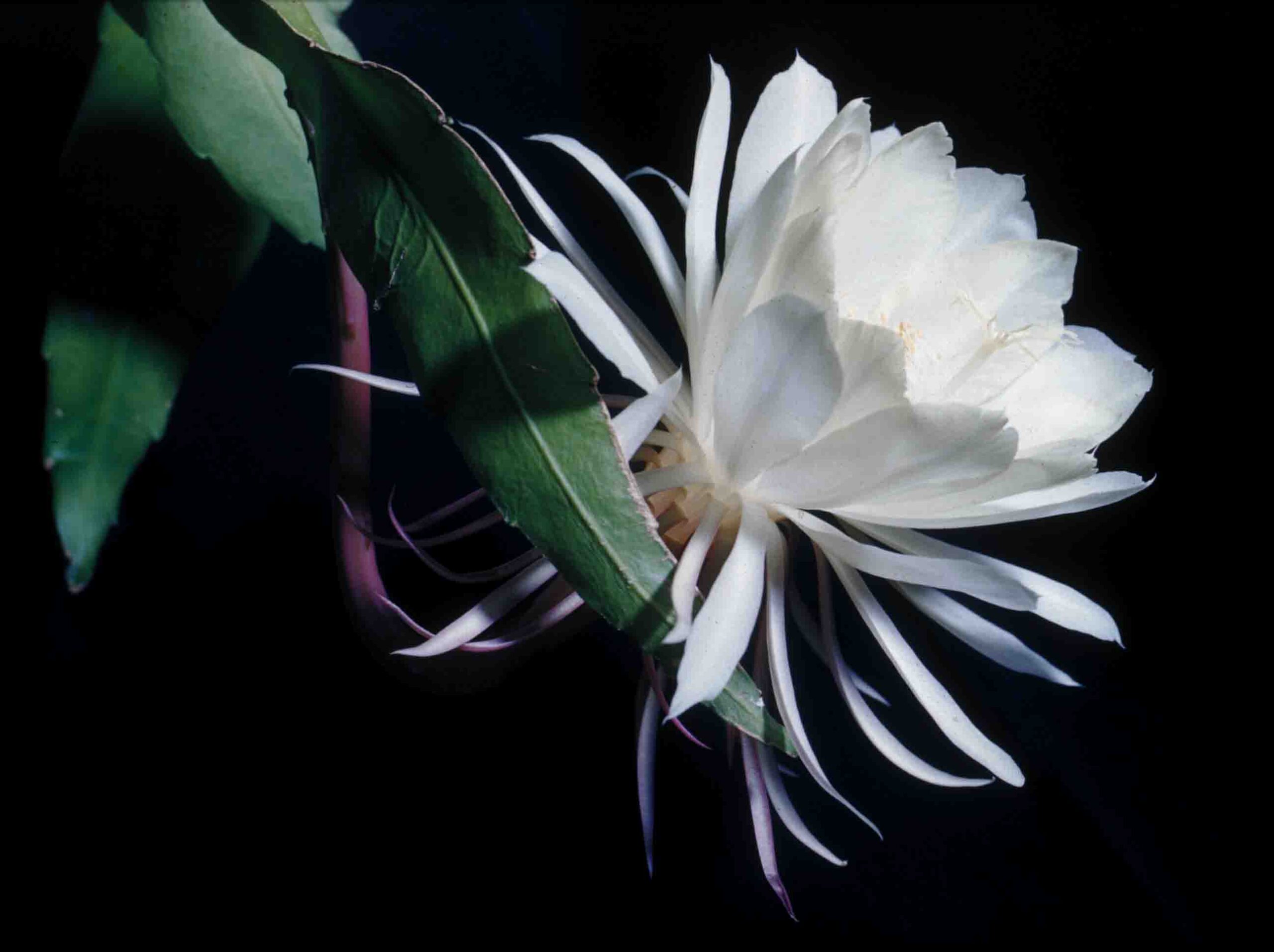 Jardín lunar con plantas que florecen de noche Flores, Jardin - Flor de  Planta