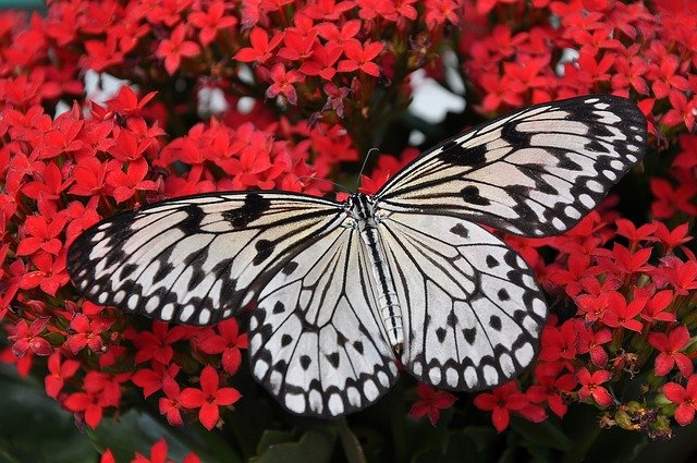 Plantas de América del Sur que atraen polinizadores