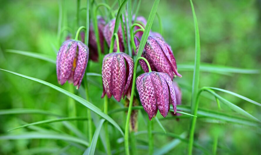 Fritillaria meleagris, gambito de dama de las flores