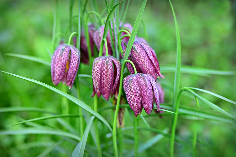 Fritillaria meleagris, gambito de dama de las flores