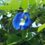 clitoria ternatea