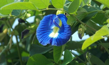 clitoria ternatea