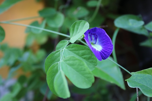 clitoria ternatea