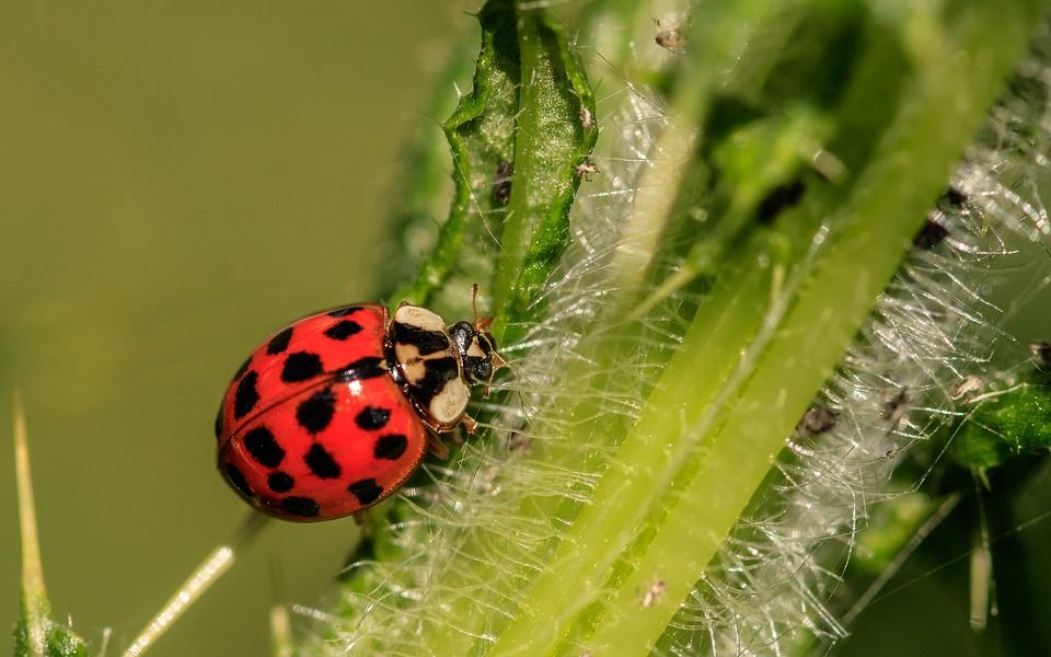 mariquita