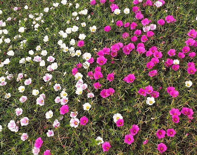 Flor de seda (Portulaca grandiflora): Cultivo y cuidados