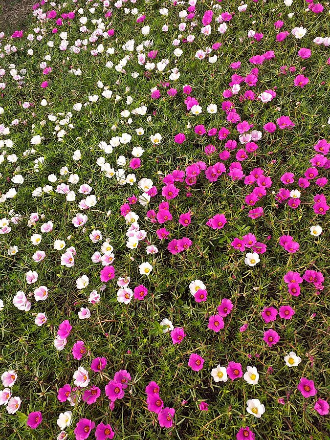 Flor de seda (Portulaca grandiflora): Cultivo y cuidados Flores, Jardin,  Macetas - Flor de Planta