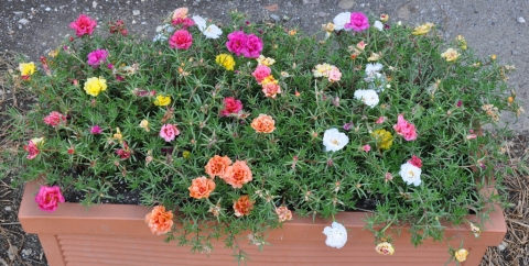 Flor de seda (Portulaca grandiflora): Cultivo y cuidados Flores, Jardin,  Macetas - Flor de Planta