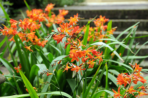 Crocosmia x crocosmiiflora: Características y cultivo