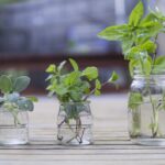 plantas en el agua