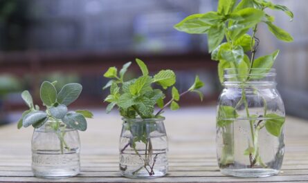 plantas en el agua