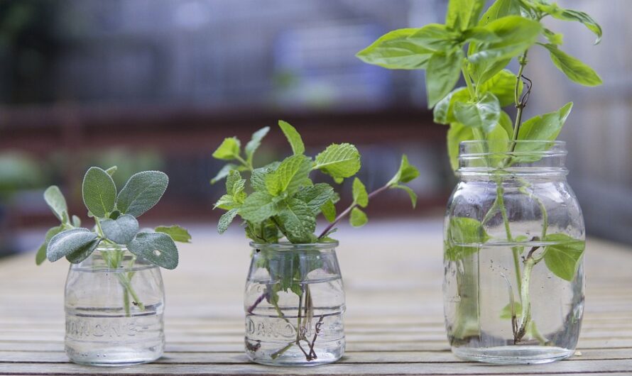 Plantas en agua, tendencia de decoración natural