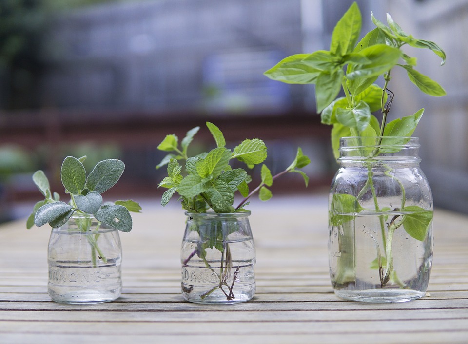 Plantas en agua, tendencia de decoración natural
