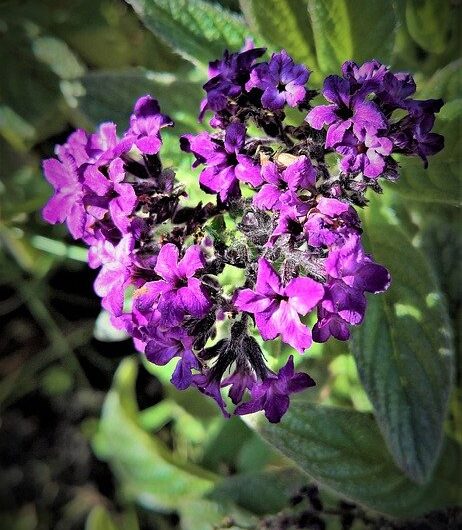Heliotropo, la Vainilla de jardín más codiciada