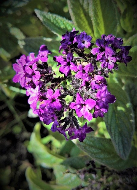 Heliotropo, la Vainilla de jardín más codiciada