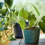 plantas de interior