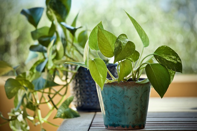 plantas de interior