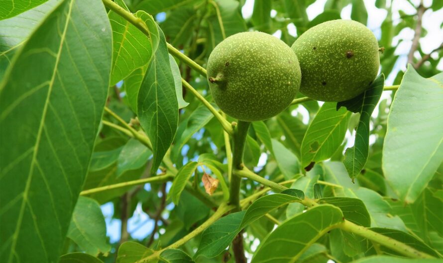 Árboles de frutos secos en el jardín