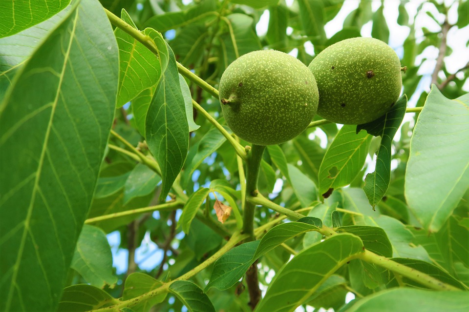 Árboles de frutos secos en el jardín