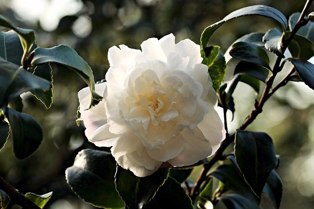 Camelia, bella flor en diferentes formas Flores - Flor de Planta